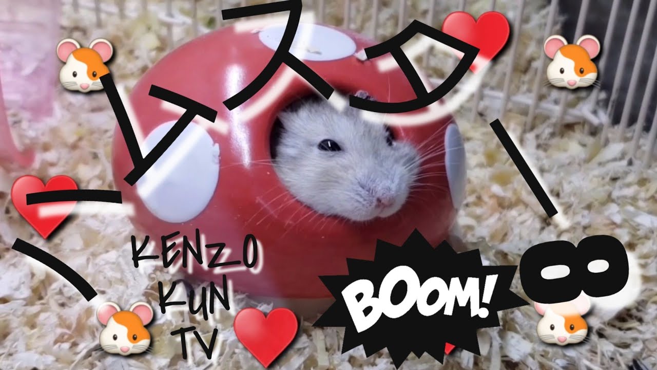 CUTEST PET in JAPAN! YouTube