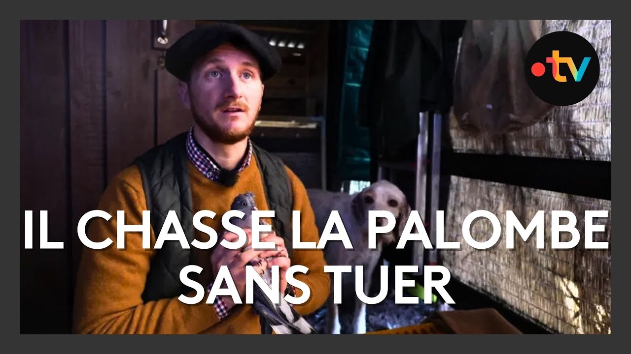 Chasse à la palombe sans fusil : le savoir-faire de Pepe