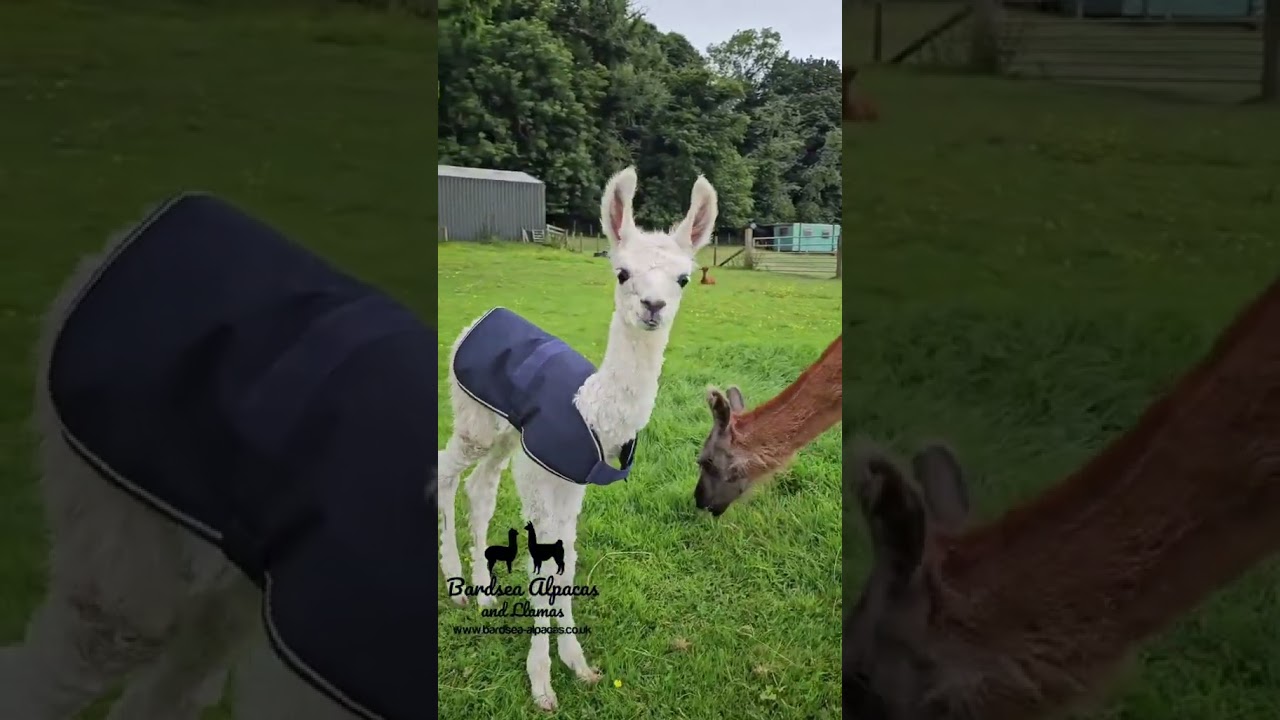 Our 4 cria that were born yesterday 2 x Alpacas 2 x Llamas 