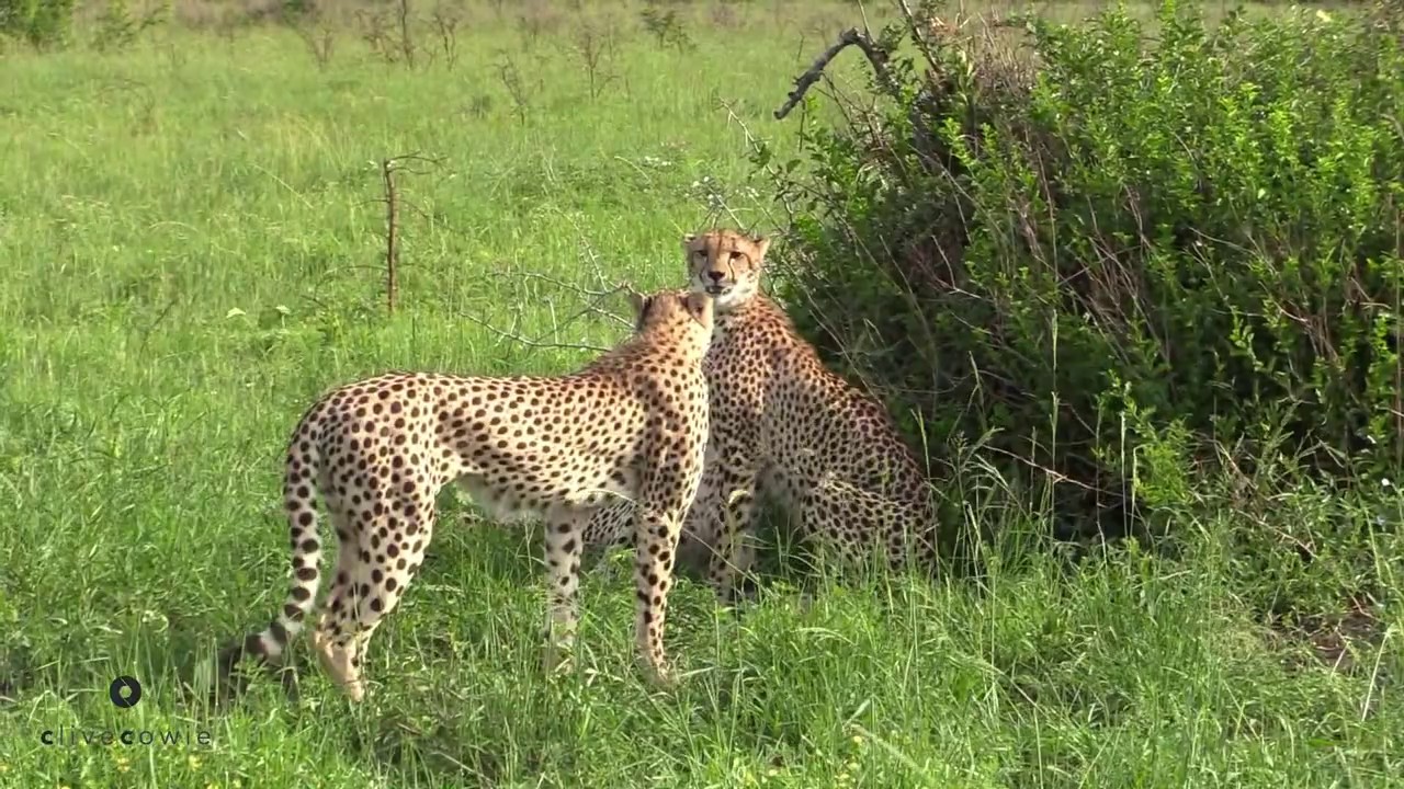 Cheetah Fighting