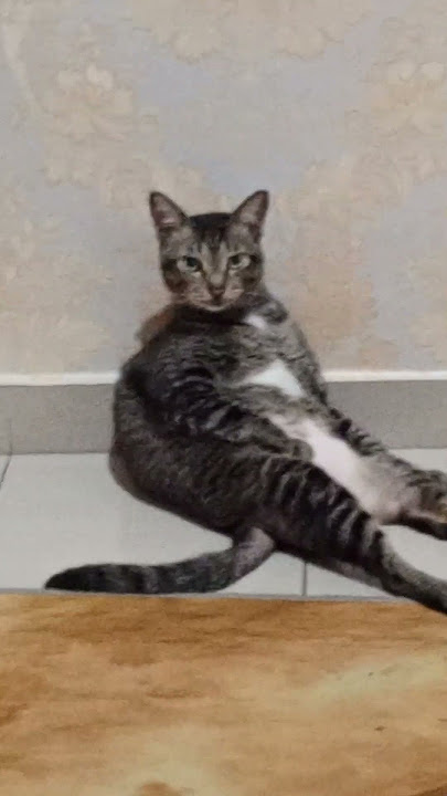 please subscribe me 😺😺😺😿