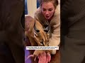 I found a frozen baby caracal in the snow...#shorts