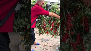 Genius Upside Down Tomato Technique 🍅😱 #farming