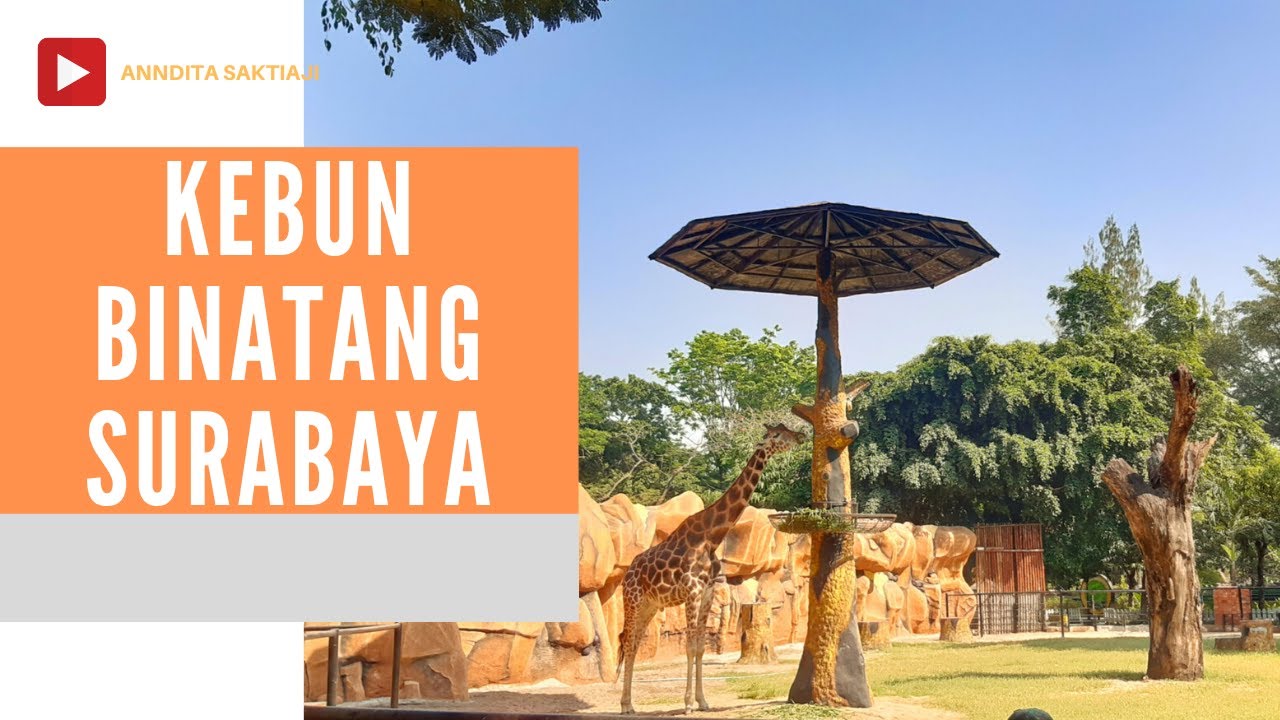  Apa  Saja  Yang Ada di Kebun Binatang  Surabaya YouTube