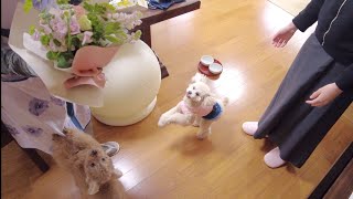 バァバ72歳の誕生日を愛犬とお祝いしに行ったらみんな嬉しそうだった♪【トイプードル】