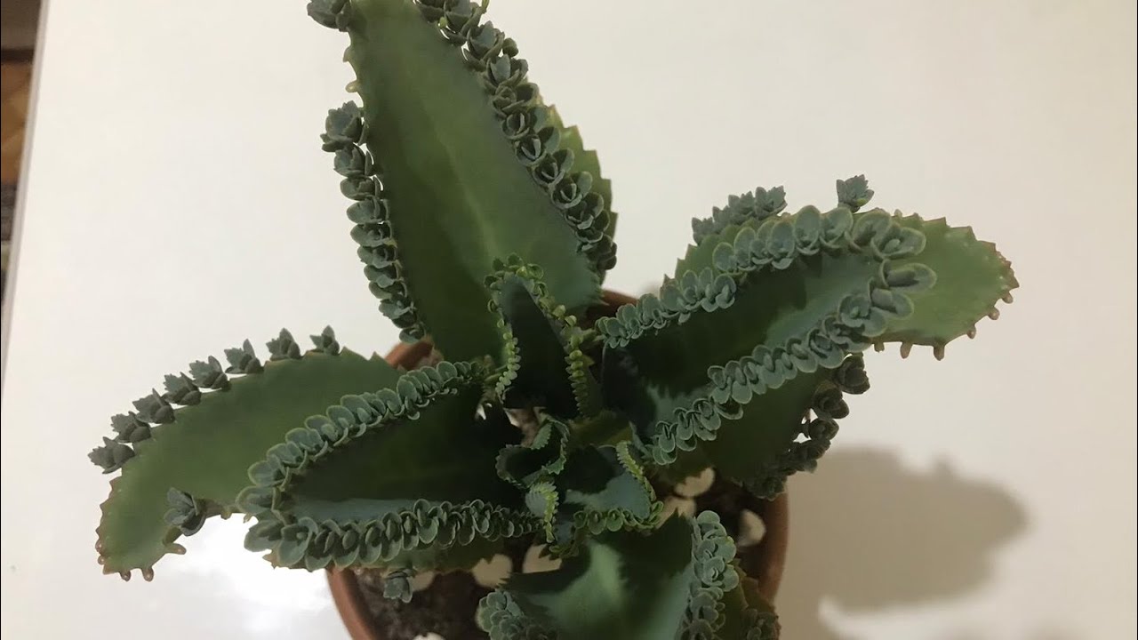 Aşkın Gözyaşı bitkisi bakımı “kalanchoe daigremontiana”/mother ofmillions