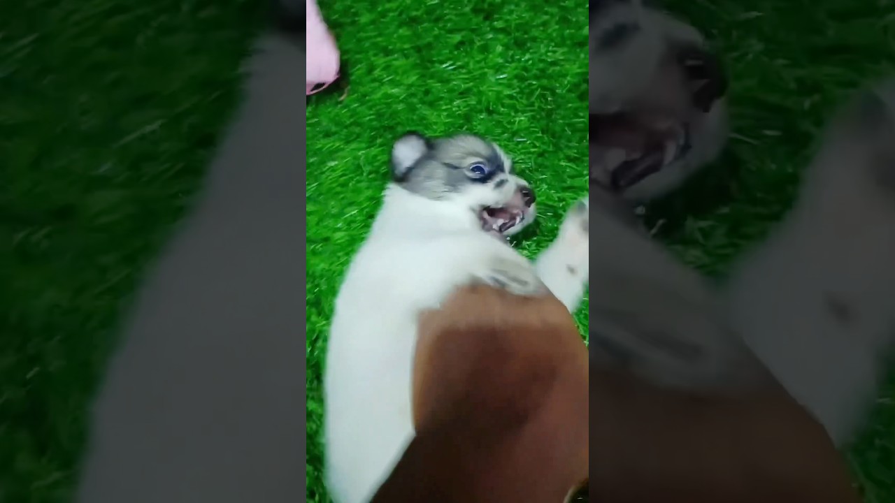 Dil tu jaan tu... cute spitz Puppies...