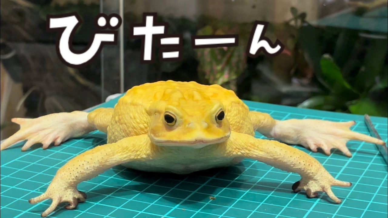 【厳選10匹】我が家のベタ慣れ&大食いカエルたちのエサやりはこうやる