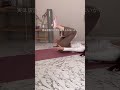 ①膝にフォームローラーをしっかり挟む②挟んだまま内ももに力を入れながら手足を伸ばす③ゆっくり戻すを繰り返してやる（最初は10回目安にやってみて）　#ダイエット #トレーニング #痩せる #宅トレ