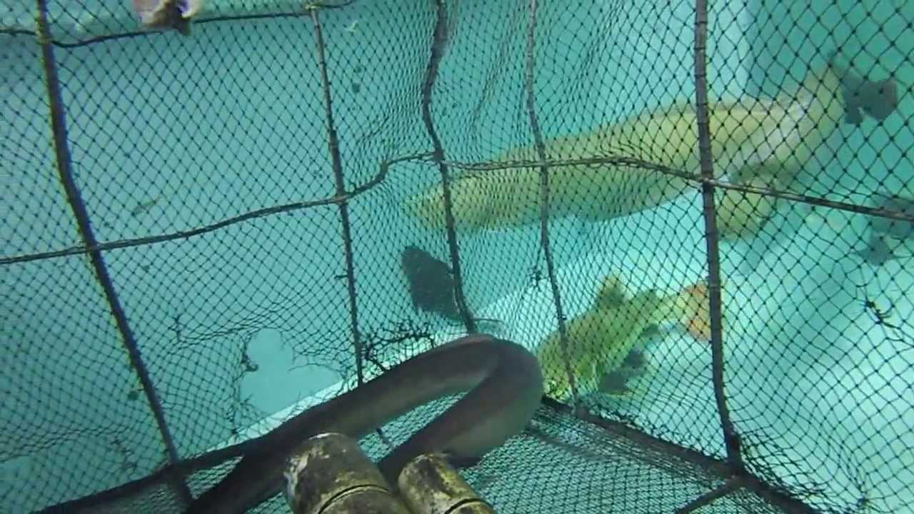 インドネシア産 第三のウナギ ビカーラ ビカーラ飼育 Anguilla Bicolor Youtube