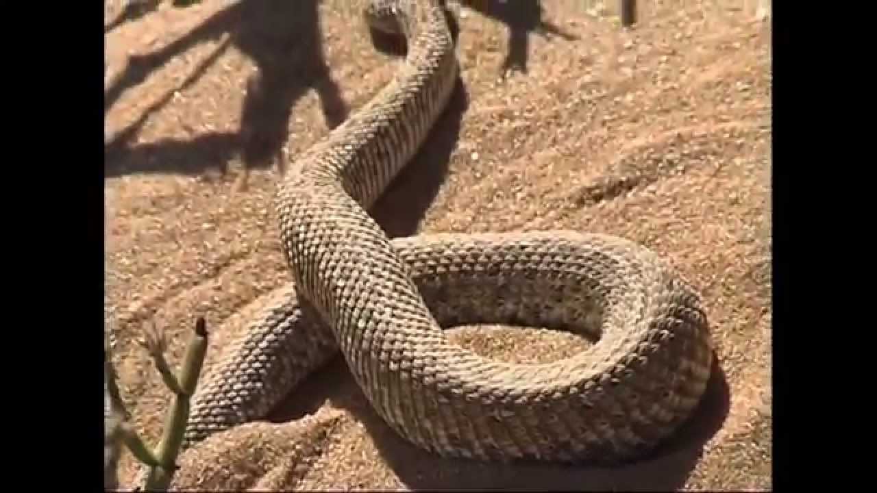 tommy's living desert tours swakopmund