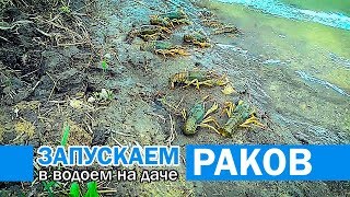 Запускаем раков в прудик на даче