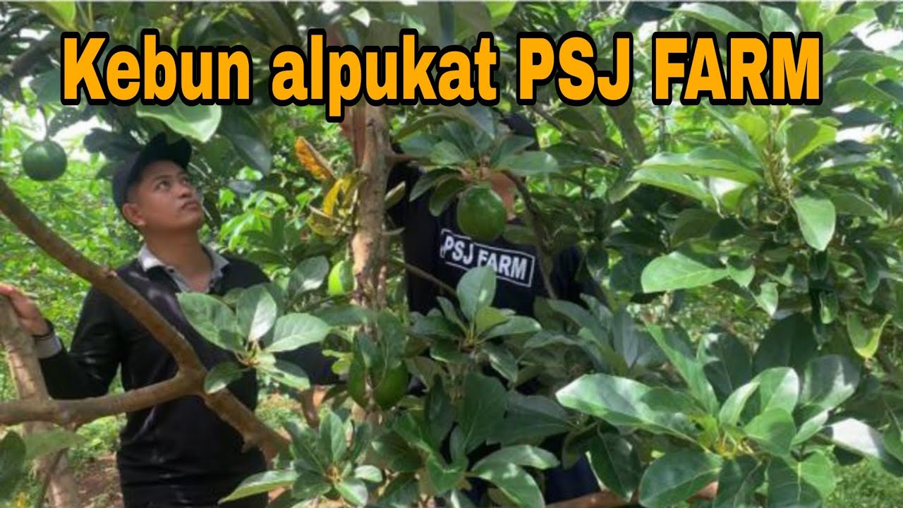 KEBUN ALPUKAT PSJ FARM SIAP PANEN SEMUA