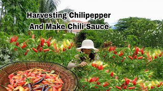 Fresh Chilipepper in my Countryside/Harvesting Chilipepper and Make Chili Sauce