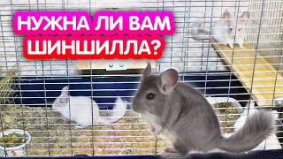 Что нужно знать перед покупкой шиншиллы. Интересные факты про шиншилл