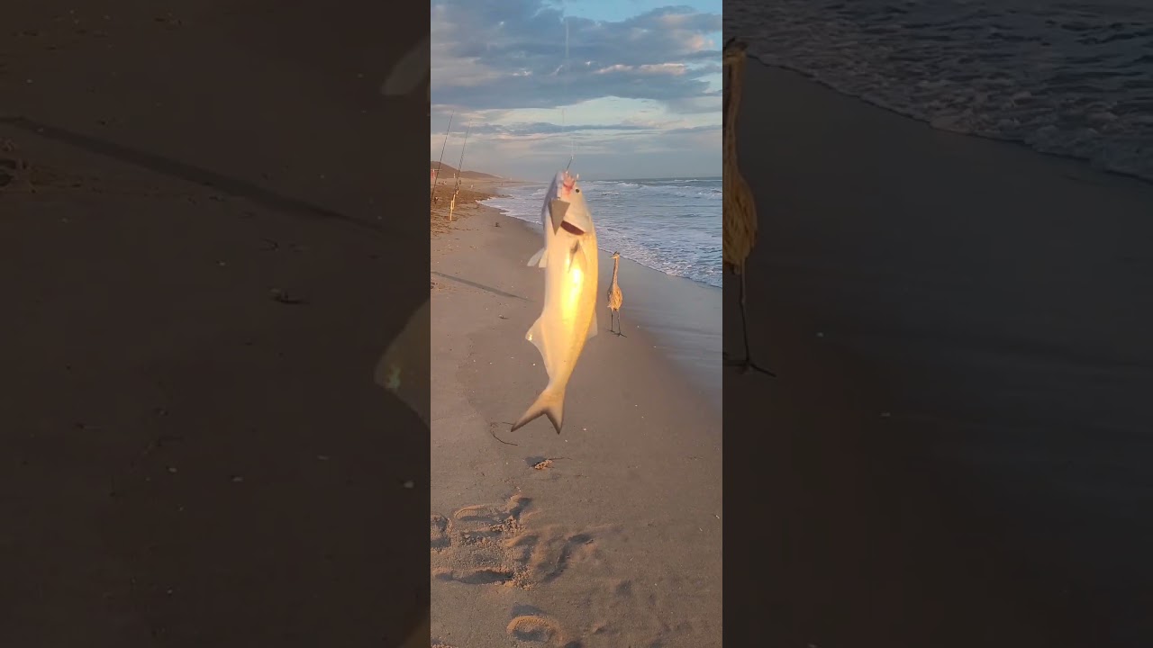 Завтра рыбалка! Луфарь поймал на пляже Кокоа, леска натянута!