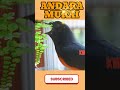 Deep Focus with Natural Bird Music #Shorts #BirdSounds #RelaxingNature #StudyMusic #Focus