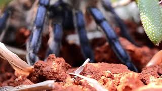 The most beautiful spider in Africa Harpactira pulchripes - blue leg baboon spider by Tarantupedia™ 6,615 views 5 years ago 1 minute, 45 seconds