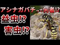 【ゆっくり】刺されても大丈夫?アシナガバチの生態とは⁉