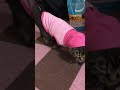ニャン太がパーカーを着てます