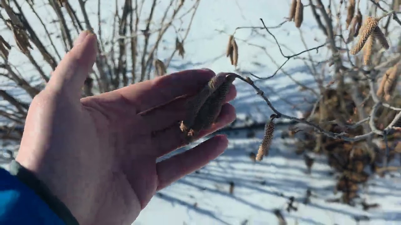 Фундук Трапезунд. Февраль