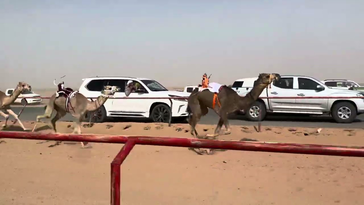 ش 1 رئيسي بكار مفاريد اروى ل ماجد بن هزاع العنزي 