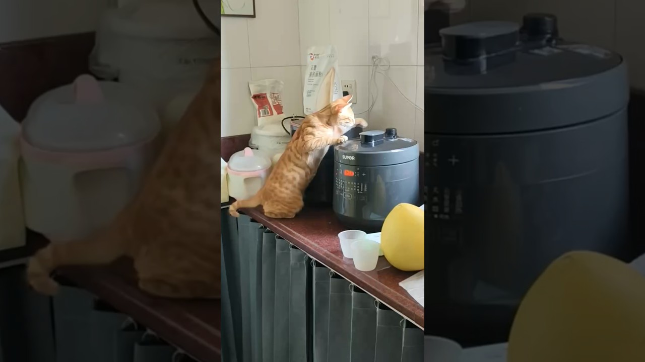 Cat Taps Pressure Cooker Valve and Triggers Loud Steam