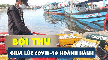 Ngư dân Ninh Thuận trúng vụ cá cơm, cá nục ngay lúc COVID-19 hoành hành