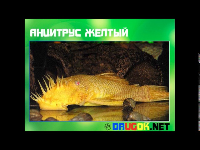 Анцитрус желтый