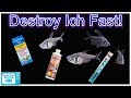 How To Treat ICH In Fish and Clear Infection FAST! Complete Guide From a Microbiology Perspective