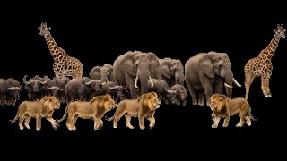 Africa's Rich Wildlife by David Attenborough | World of the Wild | Wild Africa Documentaries