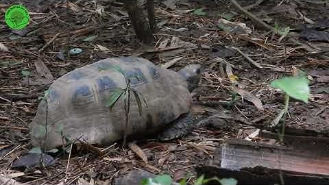 Đưa rùa trong Sách Đỏ về miền hoang dã | Release 5 turtles back to wildlife | Cat Tien national park