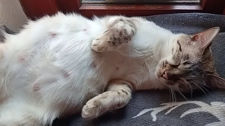 Video 11584961: snow lynx bengal cat, bengalcat, kitty, pets