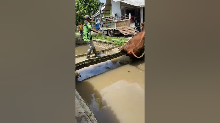 sapi kepeleset jatuh ke paret #duniahewantv  #sapilucu #sapi
