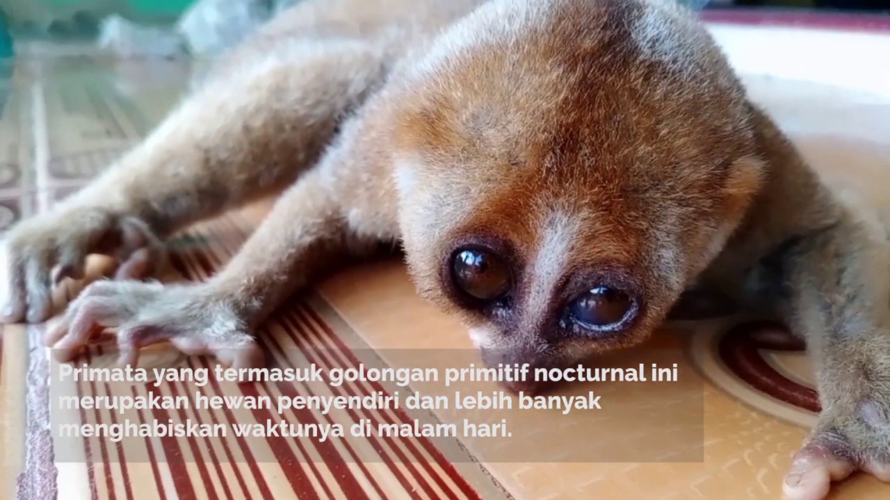 Kukang Hewan  Langka  Kalimantan  Yang Terancam Punah YouTube