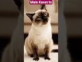 #karu to karu keyaa #comedy #cat #funny🤣🤣.