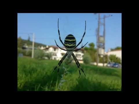 Βίντεο: Κοινοί έλεγχοι αράχνης: Θεραπείες για αράχνες στους κήπους