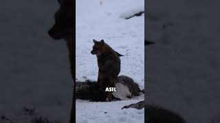 Kurtlar Ve Kuzgunlar Gizli Ortak Çıktı