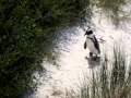 Penguin approaches the camera in Boulders Beach