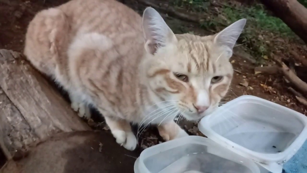 Feline Activities Jun .16. 2019(part 757 KAMI etc.,) YouTube