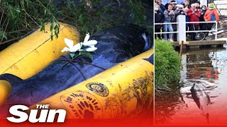 Whale put down ‘to end suffering’ after being stuck in river Thames twice