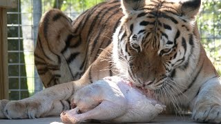 Turkeys For The Big Cats!