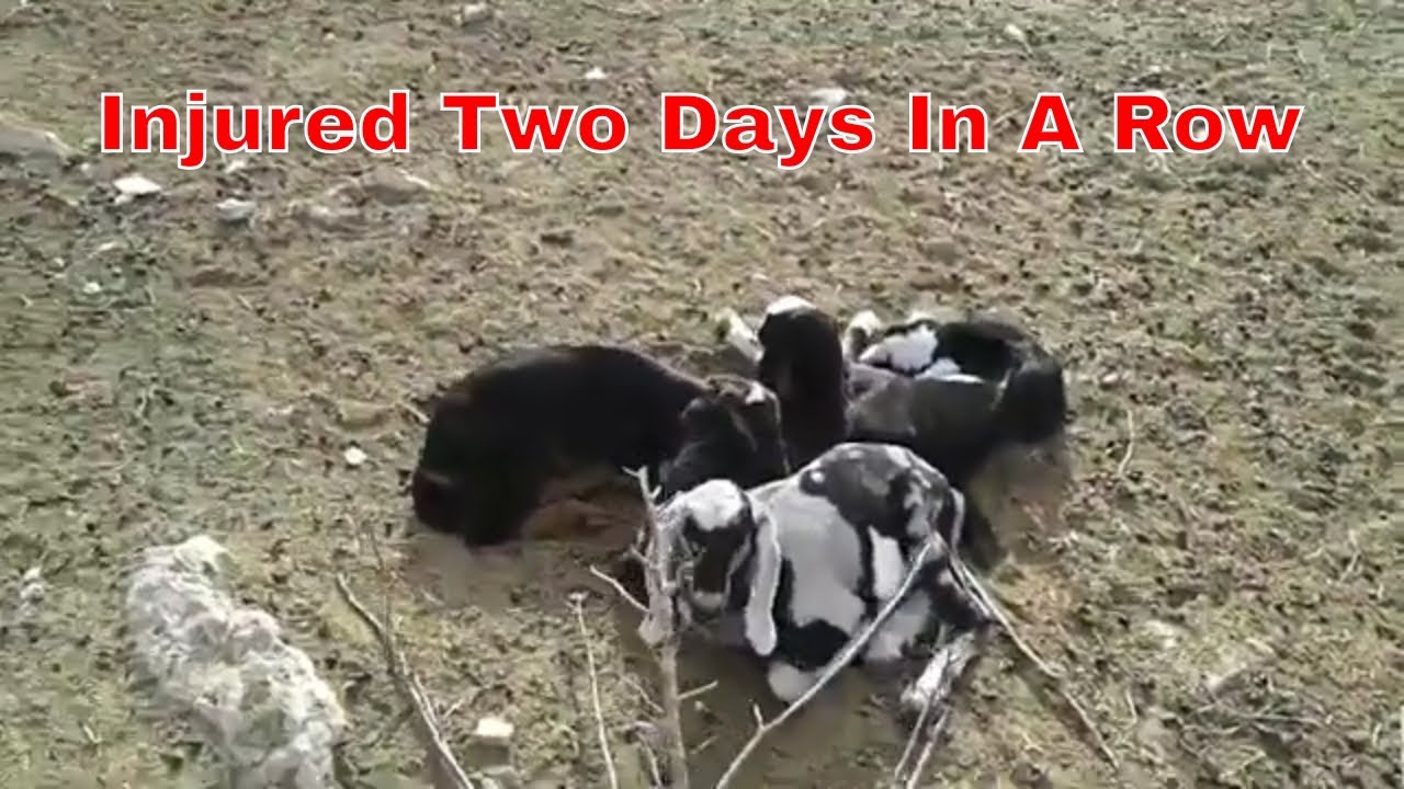 country living paint by number It's Been A Hard Week