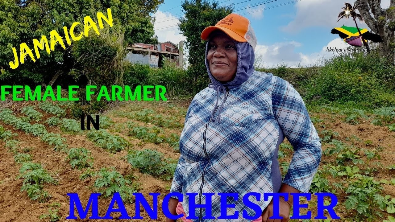 LIFE OF FEMALE FARMER | JAMAICAN FEMALE FARMER | COLLEYVILLE | MANCHESTER| IRISH POTATO|JAMAICA VLOG