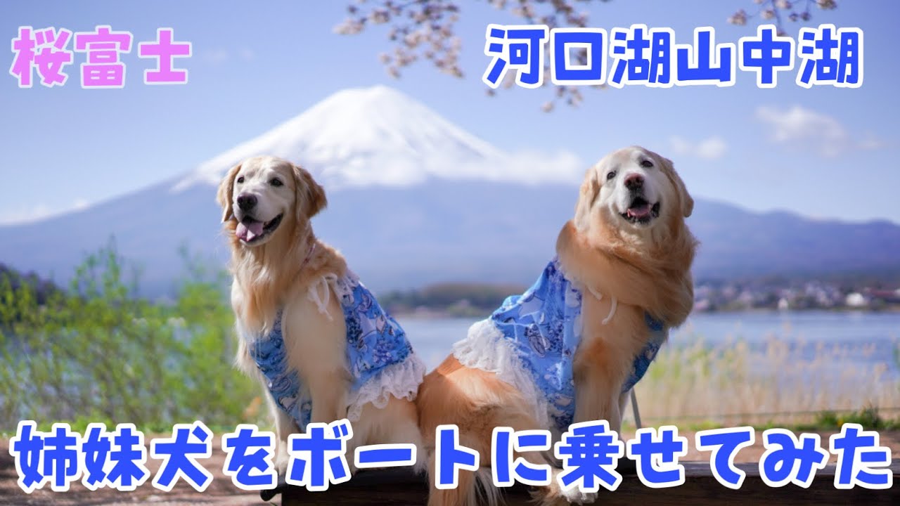 【河口湖山中湖】美しい桜富士！ゴールデンレトリバー姉妹を船に乗せてみました