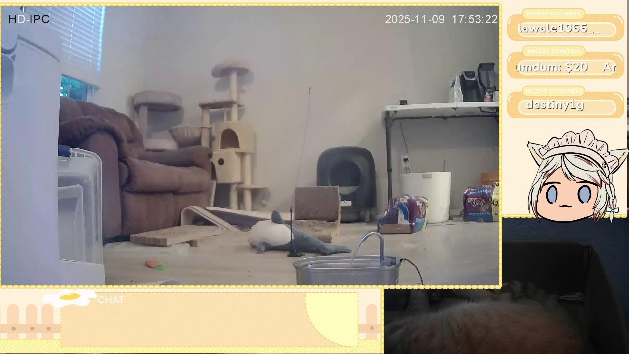 Cat in a cardboard box reacts to a video game 貓猫是主播，会些玩游戲，可能会看留言。