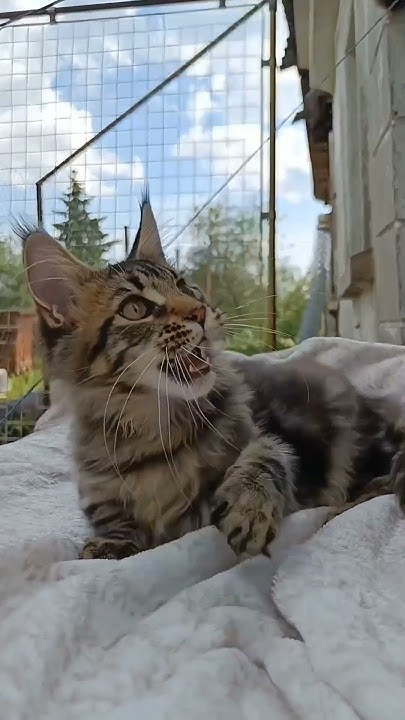 Котёнок мейн-кун чёрный мрамор, девочка 4мес. - YouTube