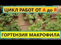 ГОРТЕНЗИЯ Крупнолистная. Весь цикл работ от Посадки до Продажи.