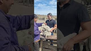 #señalada en el #campo de José Sbil en El Mirador #cushamen #chubut #patagonia || #ovejas #sheep