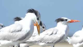 Royal Terns Admiring The Seashells